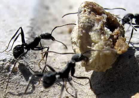 如何驱除蚂蚁
